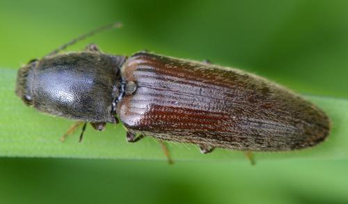 Réf. 301 949 : Athous haemorrhoidalis